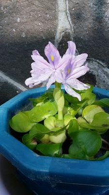 ripurun's profile picture. ＮＳＰを天野滋さんをこよなく愛する、アラ還主婦。ＮＳＰファン歴４7年、民舞歴約２９年、ウクレレ歴約3年、あのグラ歴約２０年、母親歴３8年、人間になって６4年。