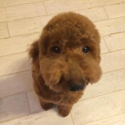 ヴァンと小麦粉様の癒しの画像ツイート