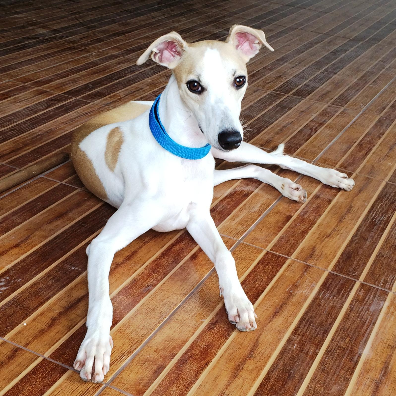 Whippet