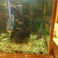 skenda damoni (@skendadamoni) 's Twitter Profile