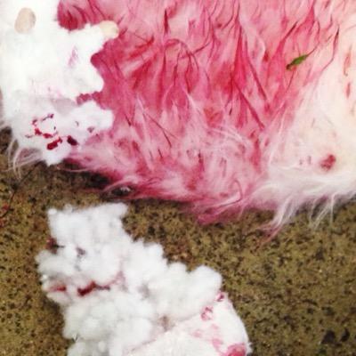 forazter's profile picture. nomad rodents