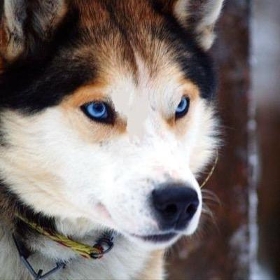 The most fangentagious dog breed in the world! we do not own the pictures posted.