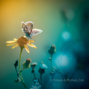 Kenneth Wilson - @upit_ofanupux - Twitter