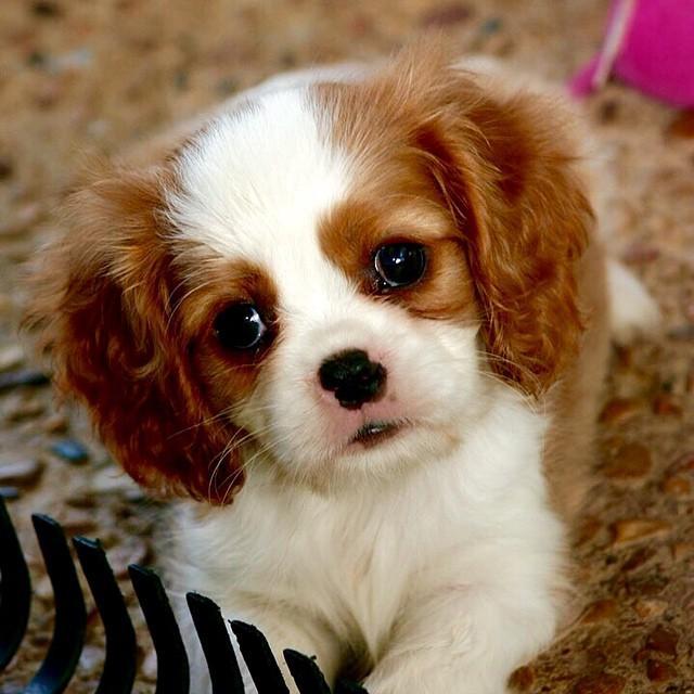 My full name is Wendy Pumpkin Doodlebug Wigglestein Rosen-Quantz. Send dog toys/treats to Wendy Rosen-Quantz, 8391 Beverly Blvd Suite 179,
Los Angeles, CA 90048