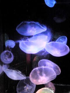 海、音楽、本、絵画、お酒、お蕎麦、おつまみ作り、映画、建築、生き物。温泉大好き♨️太陽月水星♎火星♊️金星♍️MC♌️ASC♏️DH♏