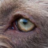 Providing friendly HPR gundog training in the Lincolnshire area sponsored by Chapel Farm Performance Dog Food