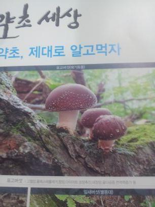 약초꾼
