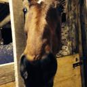 Megan Shore - @equestrianmeg93 - Twitter