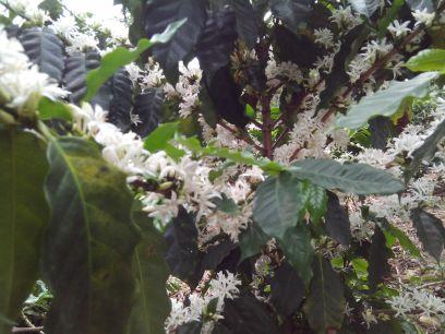 Café de Guatemala.
fca.sta.gertrudis@gmail.com