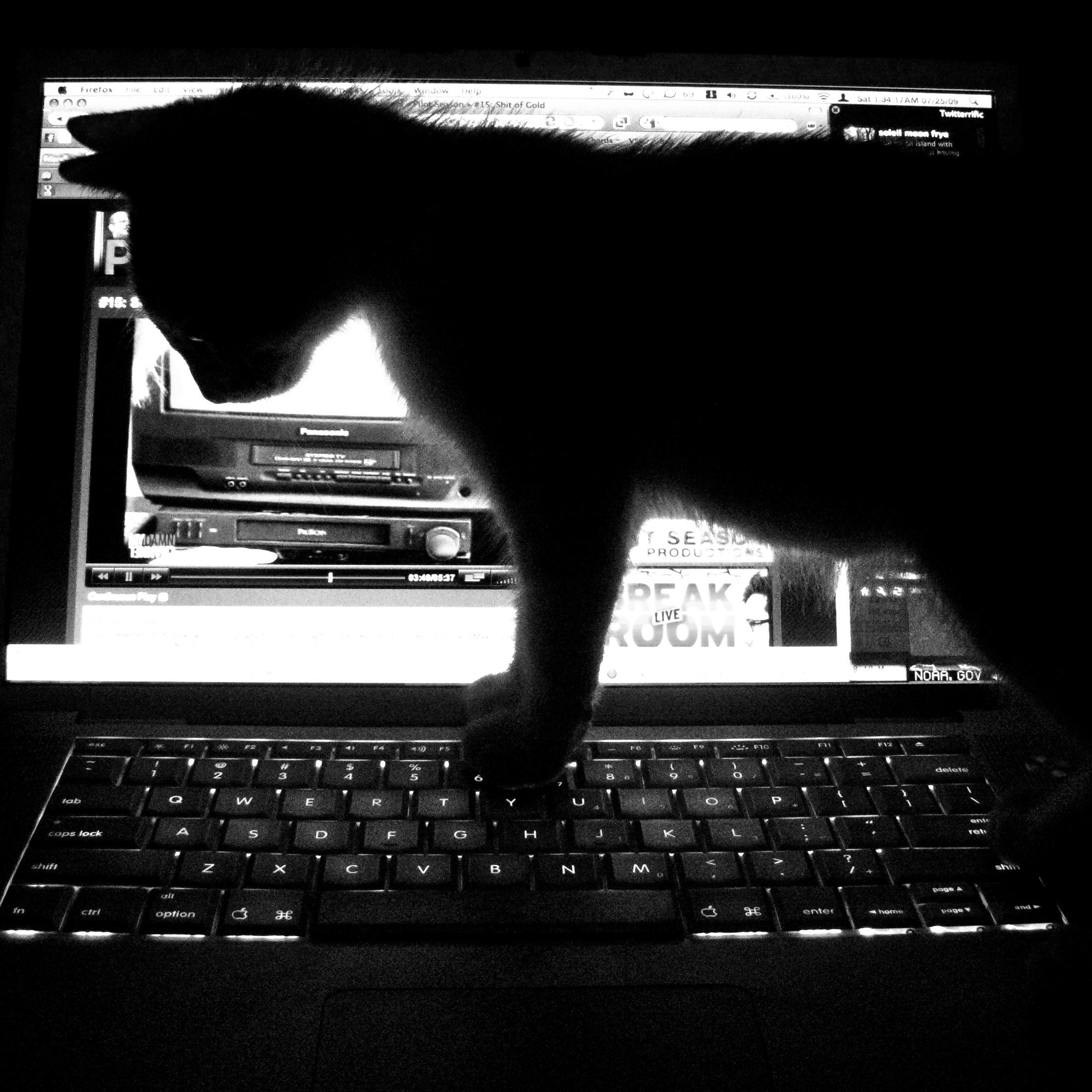 Fact Kitty has stayed up all night looking for all the facts.