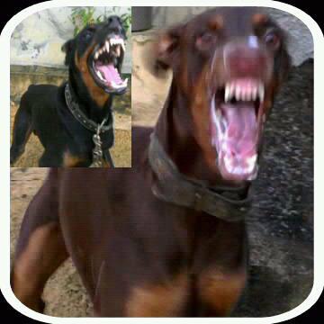 .. I'm a  Zoophilist , a simple soul man and canine ...consultant ! Specialized Dog Trainer for basic commands, criminal attacking and personal protection !!