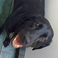 That's what I do best. I'm a dog named Steve. I lick things. I smell things (often inappropriately) and I chase things. And I tell you about it here.
