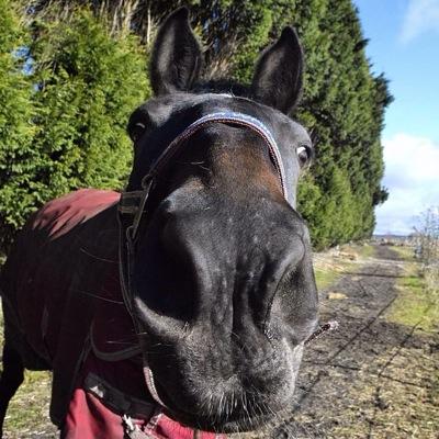 I live in liverpool, i am 22,year old and i have a horse called penny xxxx
