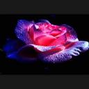 Sheri Mcdaniel - @sherimcdaniel17 - Twitter