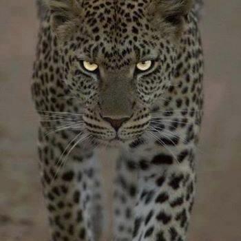 JJ_ROK2's profile picture. GAMEADCTed