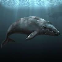 I love gray whales!