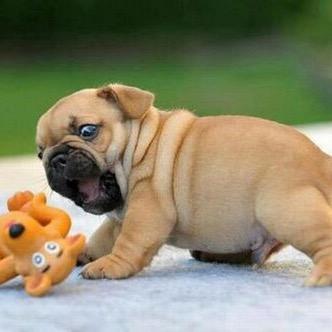 The cutiest puppies in the world! Post daily!