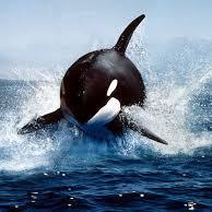 The coolest whale in the ocean