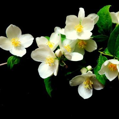 LegalizedLife's profile picture. Like a river, or maybe a dream