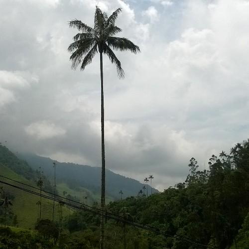 crestrepos's profile picture. 