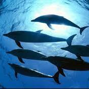 I love deep ocean life