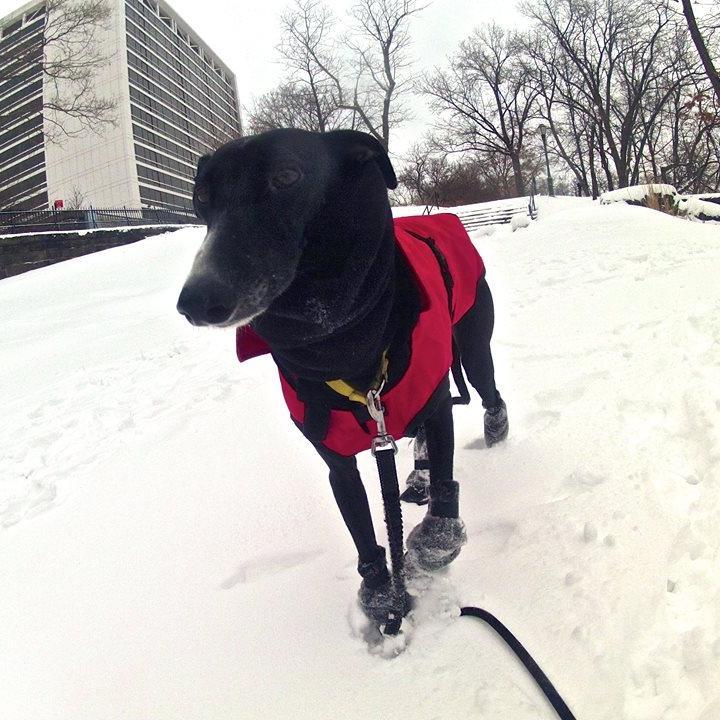 VidadeGalgo's profile picture. Rescued Galgo, cuddle bug, cheese lover and unrelenting explorer