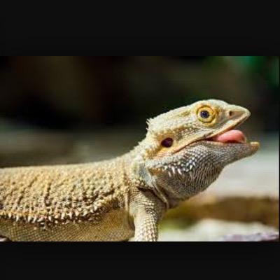 Find the coolest bearded dragons on this page! Also facts to help your bearded dragon stay strong!