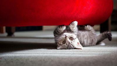Only the cutiest kittens. Posts Daily. I follow all of my followers back :)