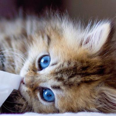 yuka2140's profile picture. ♡ 淡路島。猫。服。お菓子。カフェ。リラックマ。SNOOPY。東京事変。ナノブロック。本♡