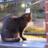 nkp1410's profile image