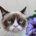 Гарри Металлюга (@agnesell) Twitter profile photo
