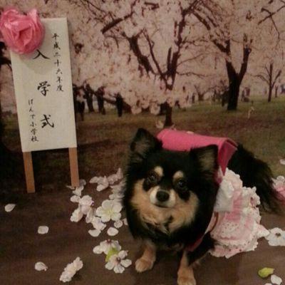 神戸市のpet salon　M'S clear