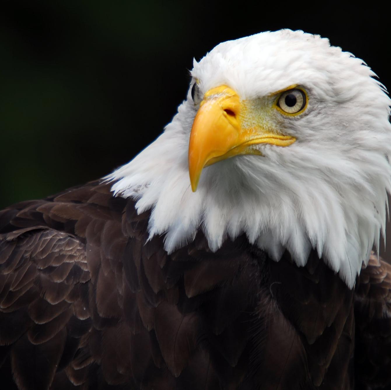 Eagle Rider (He/Him)🇺🇸🇺🇦🇮🇪