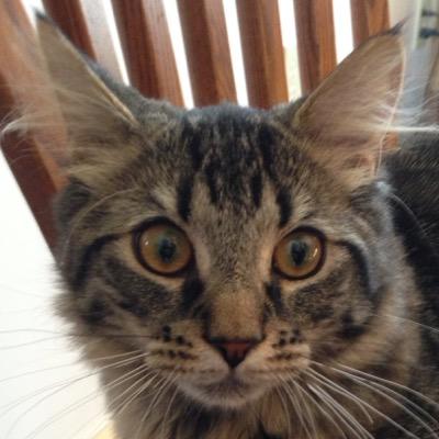 KMANandGRANNY's profile picture. The Late Show with Kman & Granny. 
..at least give us a shot, Les.  John Tesh has a job in show business, so can we.