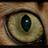 KamaUsha_Bengal's profile image