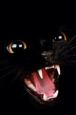 Alors_Chat's profile picture. un gentil chat...mais qui peut mordre