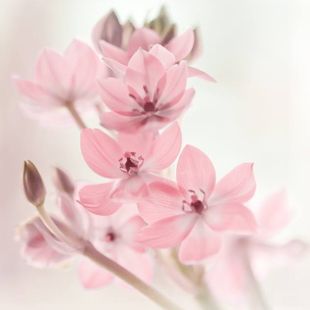 Sparrow Hawk Profile