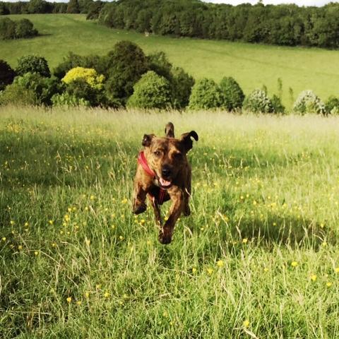 Promoting dog friendly places and spaces in Brighton and beyond.