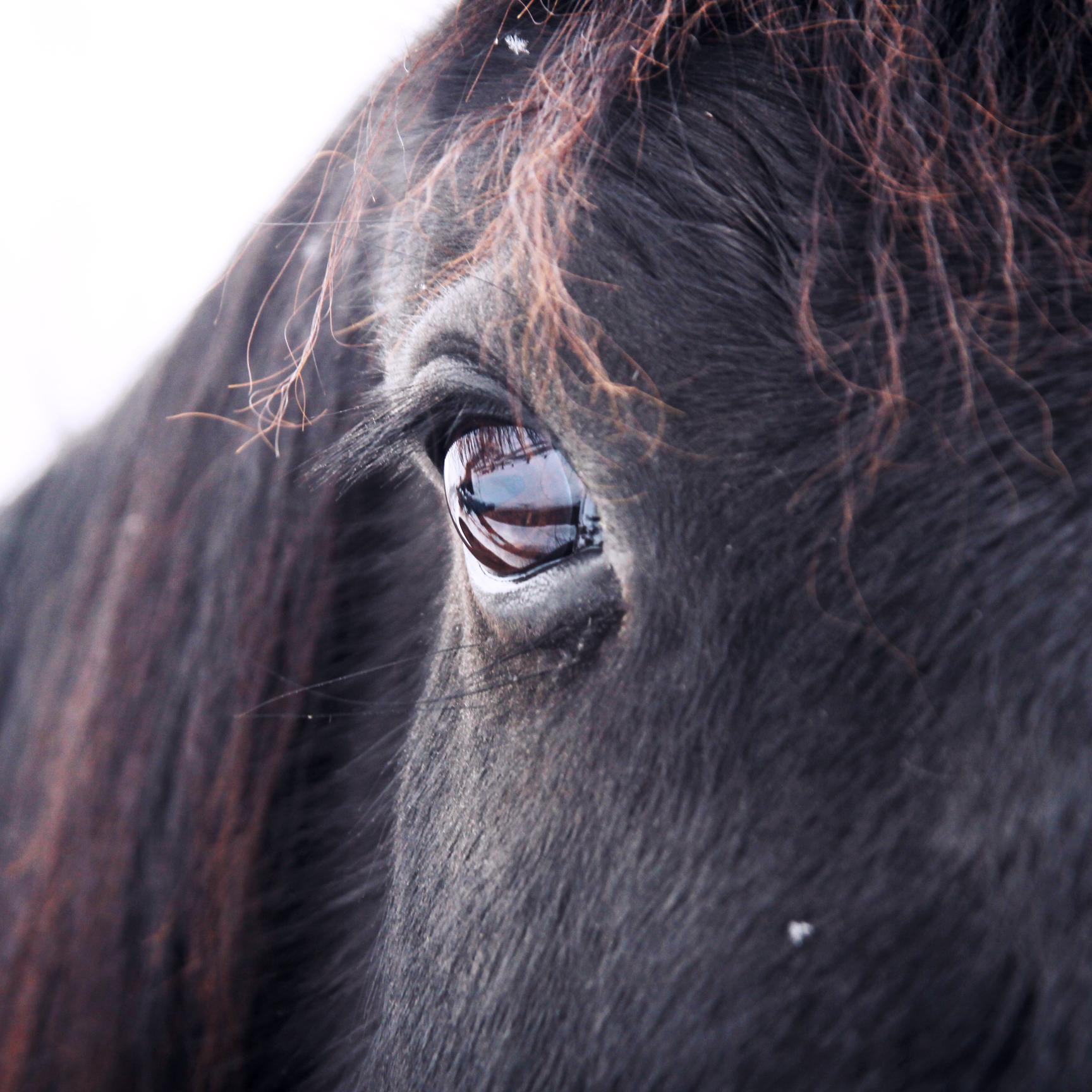Providing an additional set of 'eyes on the ground' for equestrians anywhere! Currently providing conformation assessment and purchase consultations.
