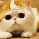 Cat Miller - @_AmazingCats_ - Twitter