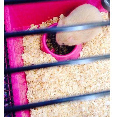have a hamster day! best owners of the world award goes to Phoebe and Daisy Tomlinson