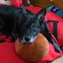 Sherry Walker - @dogpoor - Twitter