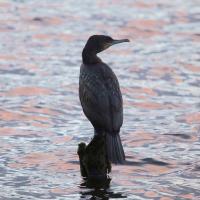 Sue Marsden (@texture33) 's Twitter Profile Photo