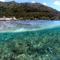 Andrew Brooks (@mooreacoralreef) 's Twitter Profile