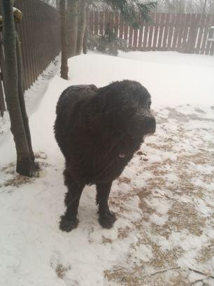 Helpbluethenewf's profile picture. 