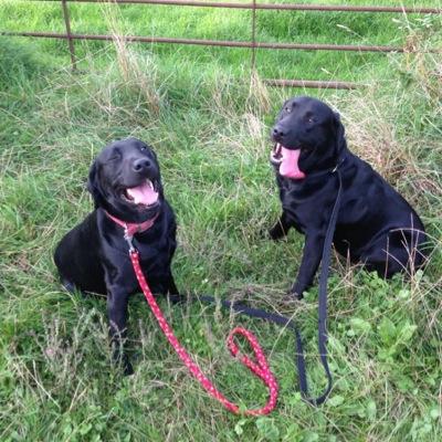 RoseHillKennels's profile picture. Professional Care & Luxury Accommodation, Catering for any special needs your loved one may have. Safe, Secure, Comfortable & Fun. 083 183 7200