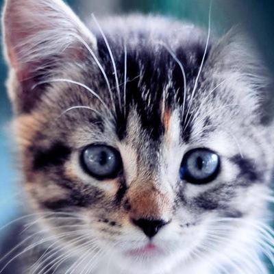 Mom: _Speckle_ Dad: Pippin_cat 1 moon old