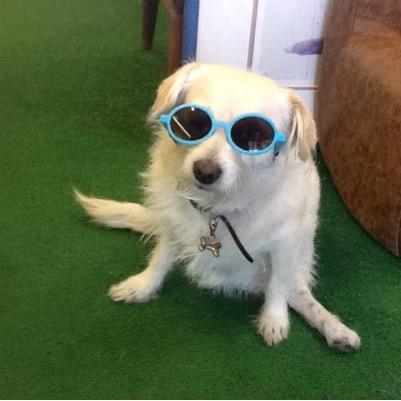 I'm Zoe, founder of Zoe's No Fleas Market Upscale Resale Boutique which benefits the Ventura County Animal Shelter! Please donate and shop generously!