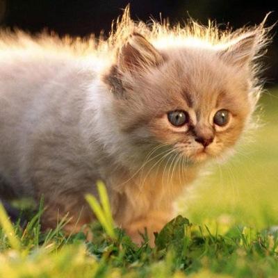 Mother- _Speckle_ Father- Pippin_cat 1 moon old ~ single ~