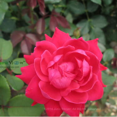News about growing #roses organically.  #rosetips #gardening #rose